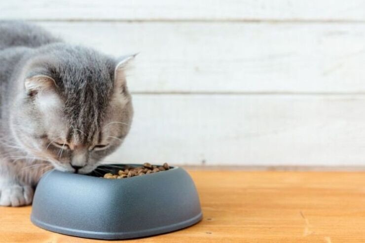 Gatto: i 5 errori da evitare nella sua alimentazione 