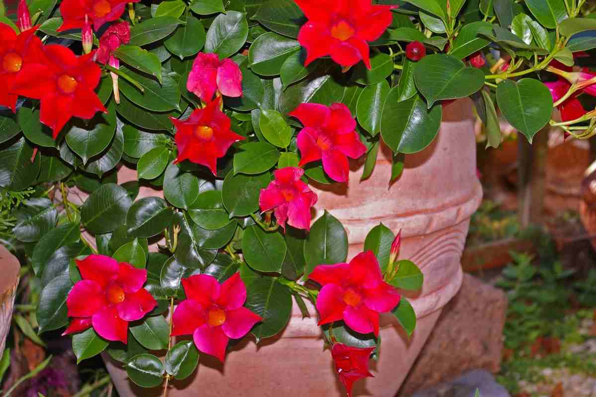 Aumentare il relax in balcone con le piante