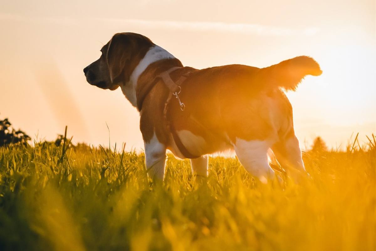 Ecco il cane più antico d’Italia