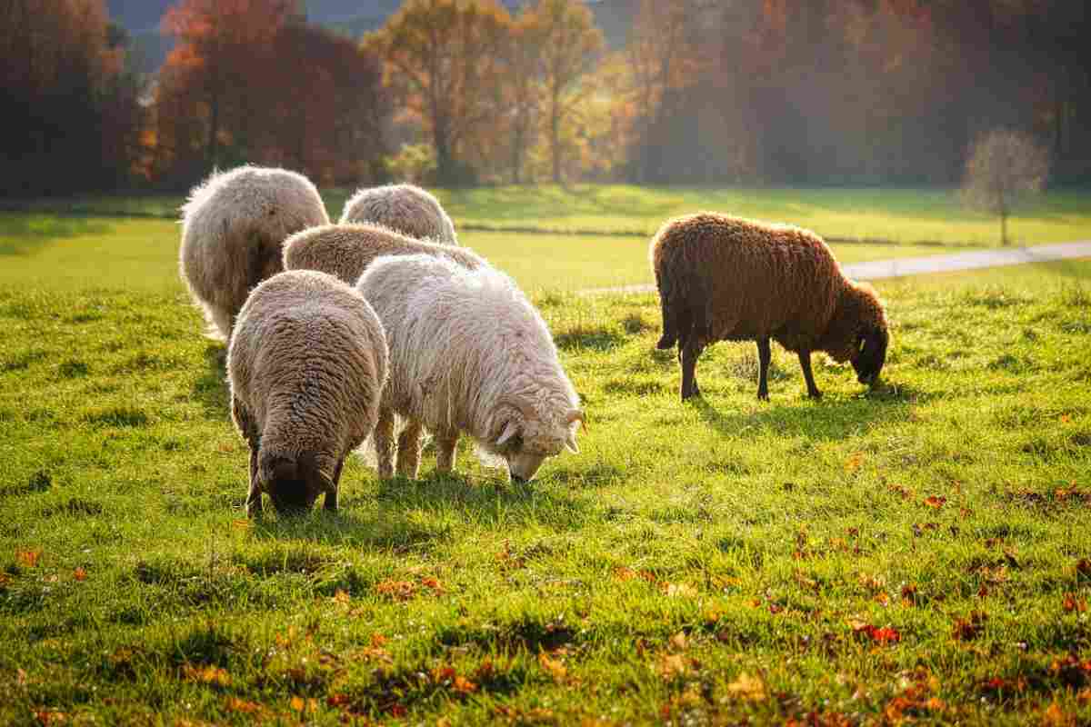 Perché si dice “essere la pecora nera della famiglia”